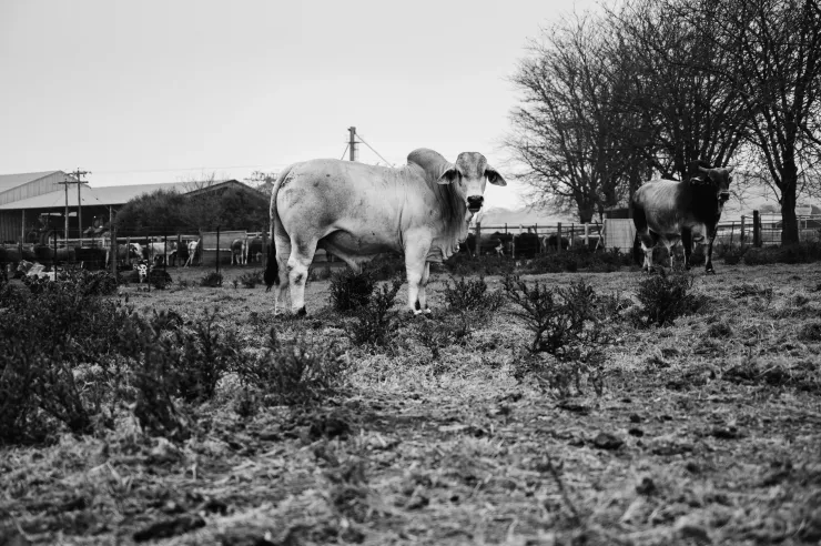 Black and white Brahman cattle on a farm