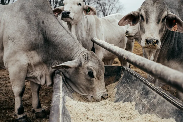 Cattle feeding at a livestock trough
