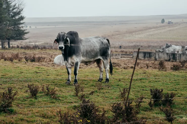 Brahman bull standing in a paddock
